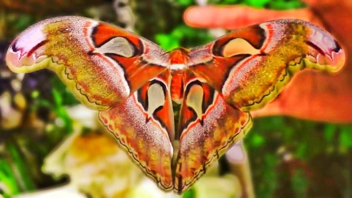 Atlas Moths at the Dubai Butterfly Garden.