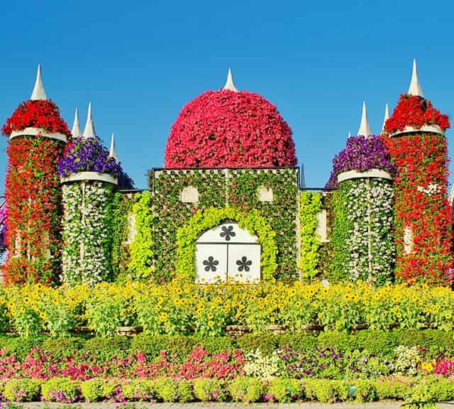 Dubai Miracle Garden is the biggest flower garden in the world.