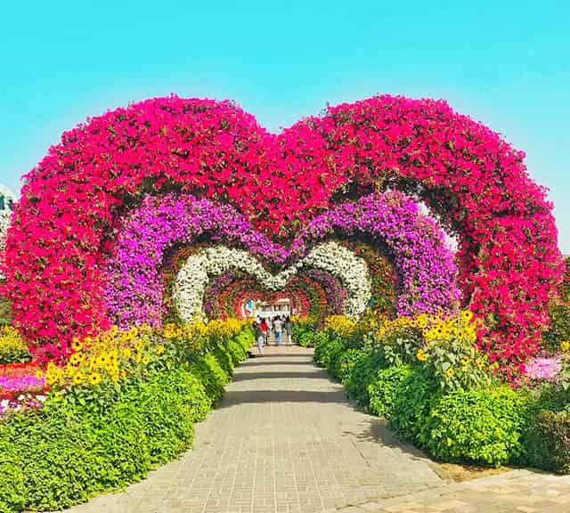 Dubai Miracle Garden is also the biggest flower garden within gardening innovation.