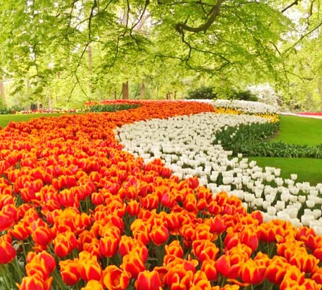 Keukenhof garden displays 7 million flowers