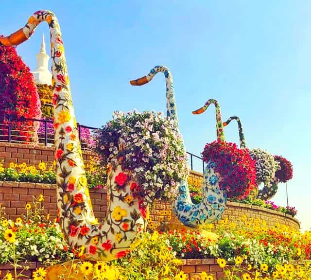 Popularity of Dubai Miracle Garden in Middle East and South Asia.