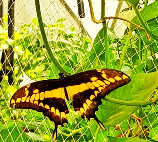 Specialized domes for butterflies at Dubai Butterfly Garden