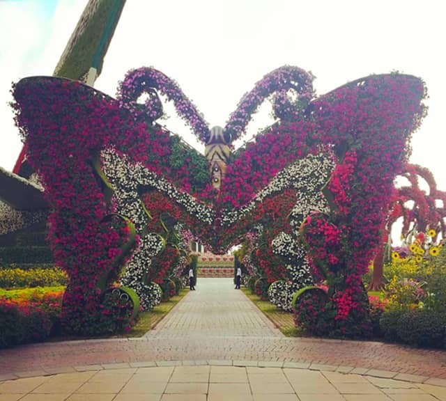 Butterfly Passage is introduced in season six of the Dubai Miracle Garden.