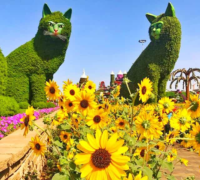 Snap maximum pictures at the Dubai Miracle Garden