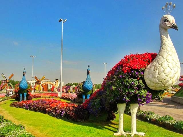 Floral Peacock photograph at the Dubai Miracle Garden.