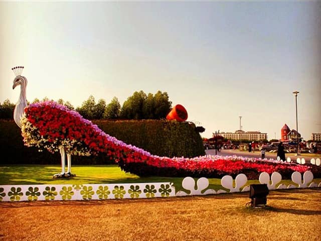 Floral Peacocks at Dubai Miracle Garden