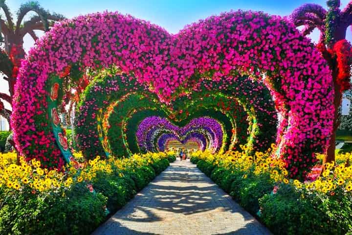 Petunia flowers are the most dominant ones at the Dubai Miracle Garden.