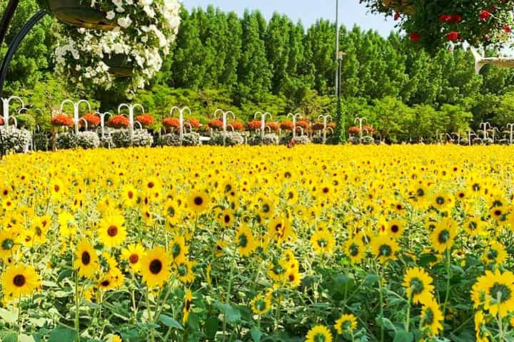 Sunflowers are second most dominant flowers at Dubai Miracle Garden.