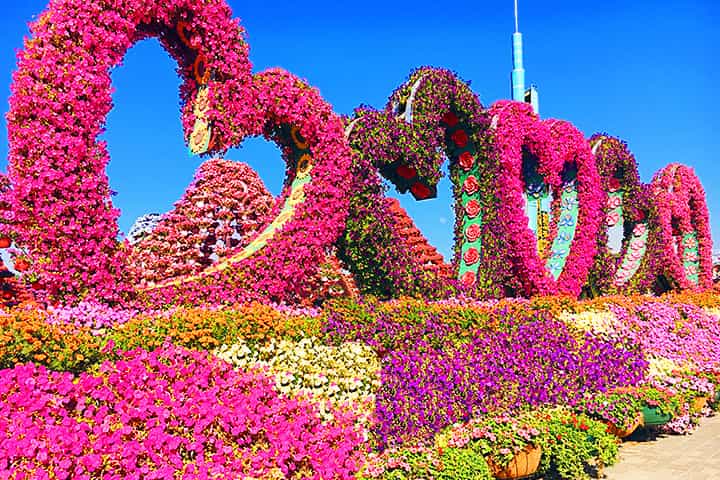 Quintuplet hearts at Dubai Miracle Garden.