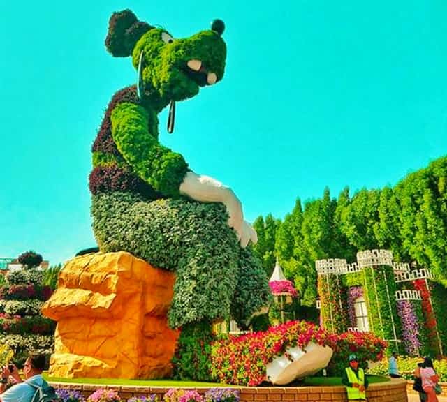 Size of Goofy's Topiary Art at the Dubai Miracle Garden.