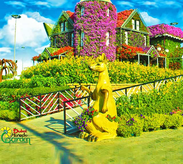 Kangaroos at Dubai Miracle Garden