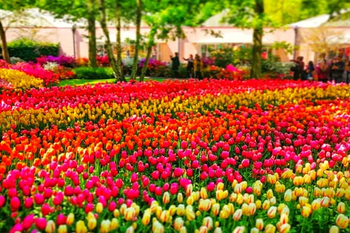 Keukenhof Garden blooms 7 million flowers