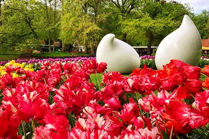 Keukenhof Garden gathers an area of 79 acres