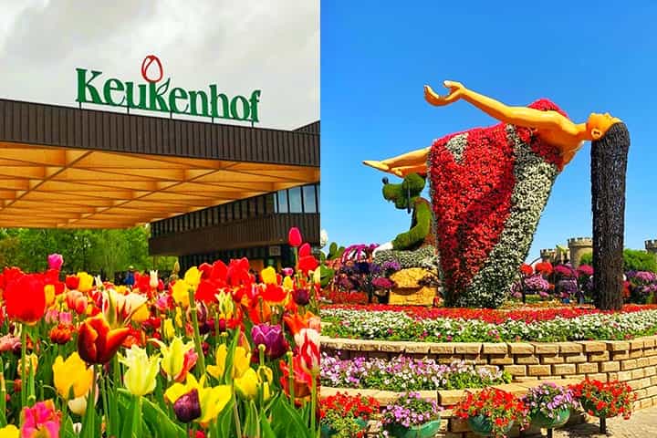 Keukenhof vs Dubai Miracle Garden