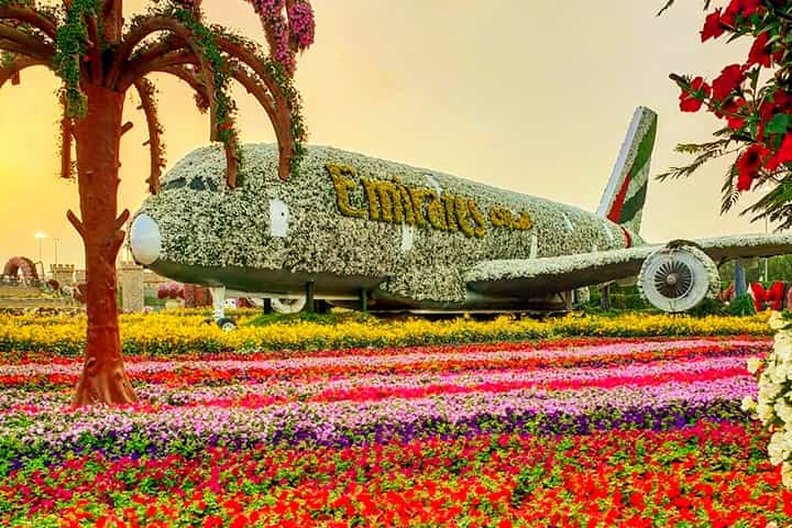 Petunia flowers are in abundance at Dubai Miracle Garden