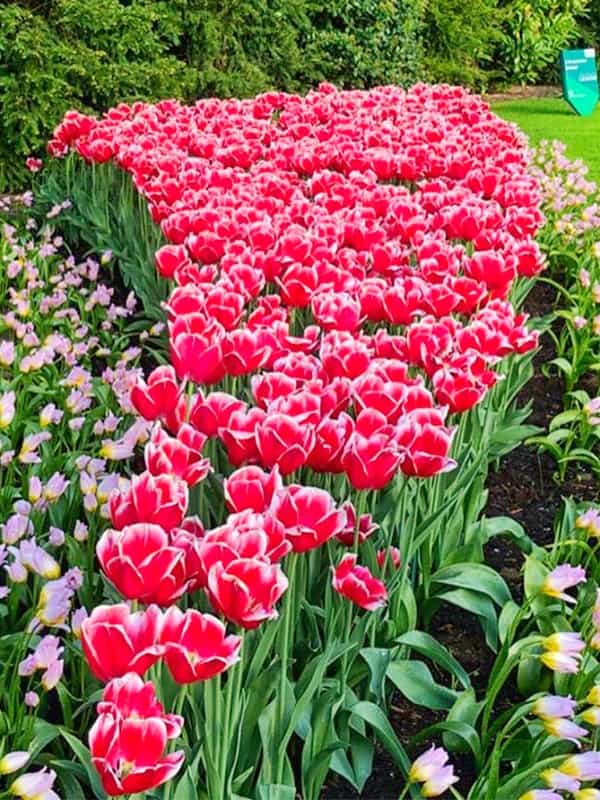 Tulip flower at Keukenhof Garden