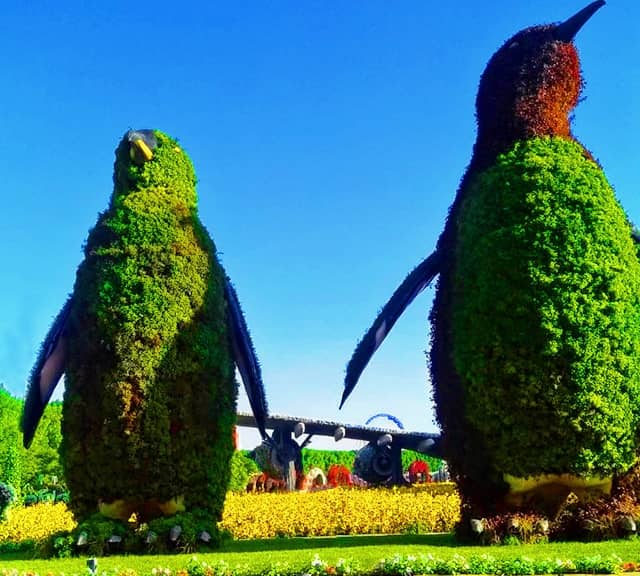 Penguin mother and its chick at the Dubai Miracle Garden.