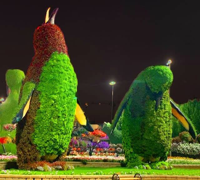 Penguins are part of the Season 8 at Dubai Miracle Garden.