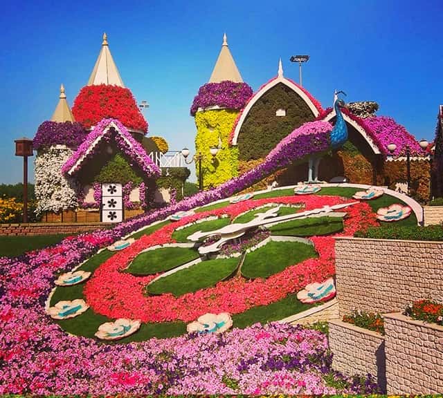 Colorful Petunia flowers at Dubai Miracle Garden.