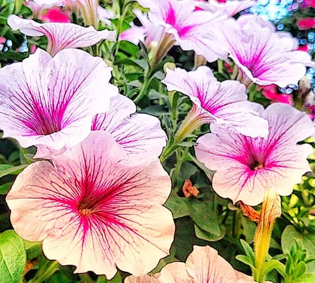 Petunia flowers have mild yet plesant frgrance.