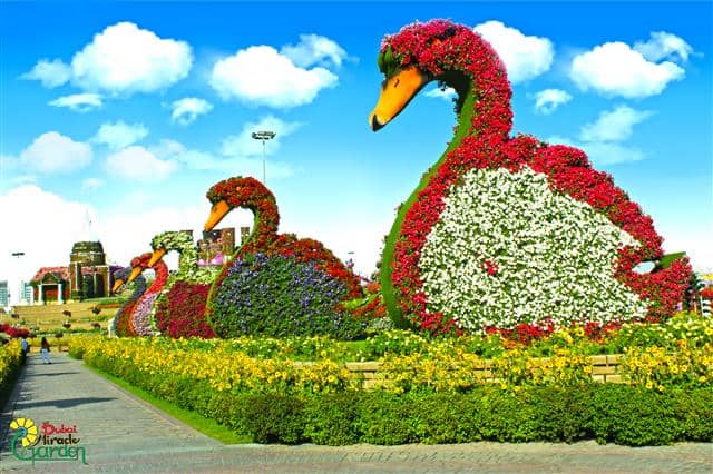 Swans floral theme at the Dubai Miracle Garden